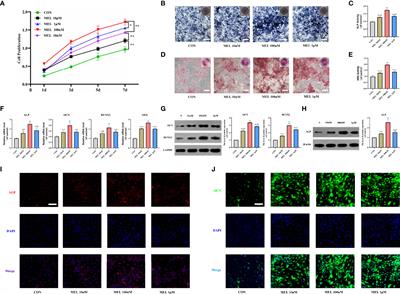 Melatonin Accelerates Osteoporotic Bone Defect Repair by Promoting Osteogenesis–Angiogenesis Coupling